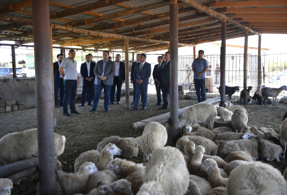 Kənd təsərrüfatı naziri Kürdəmirdə təsərrüfatlara baxış keçirib, fermerlərlə görüşüb