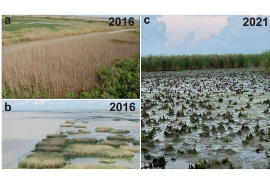 Луизианские болота могут пересохнуть