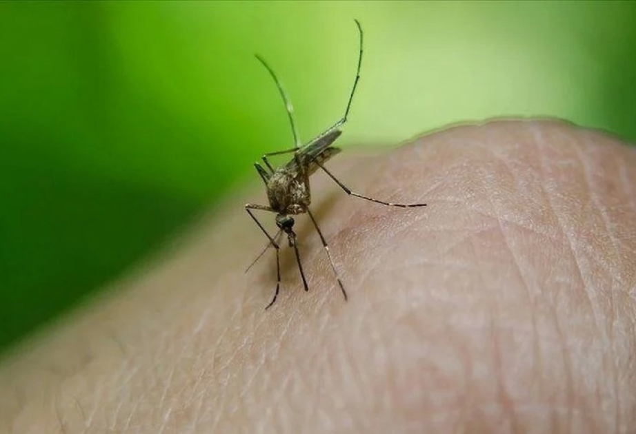 Se registran más de 488.000 casos de dengue en Argentina en los primeros 5 meses del año