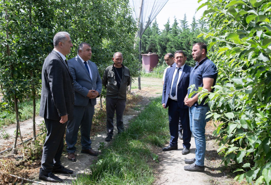 Kənd təsərrüfatı nazirinin müavini Şabranda vətəndaşları qəbul edib, təsərrüfatlara baxış keçirib