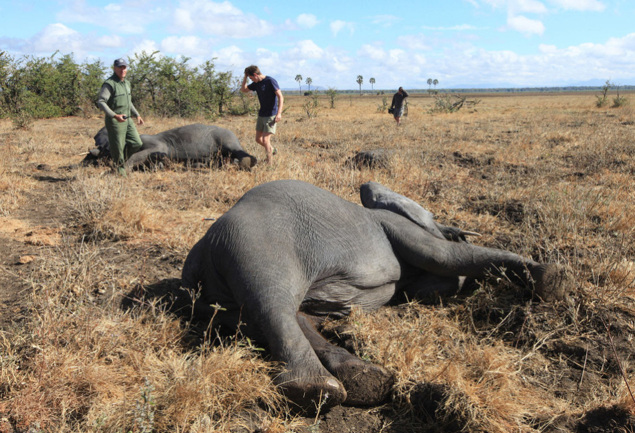 Southern African countries fear losing more elephants to drought