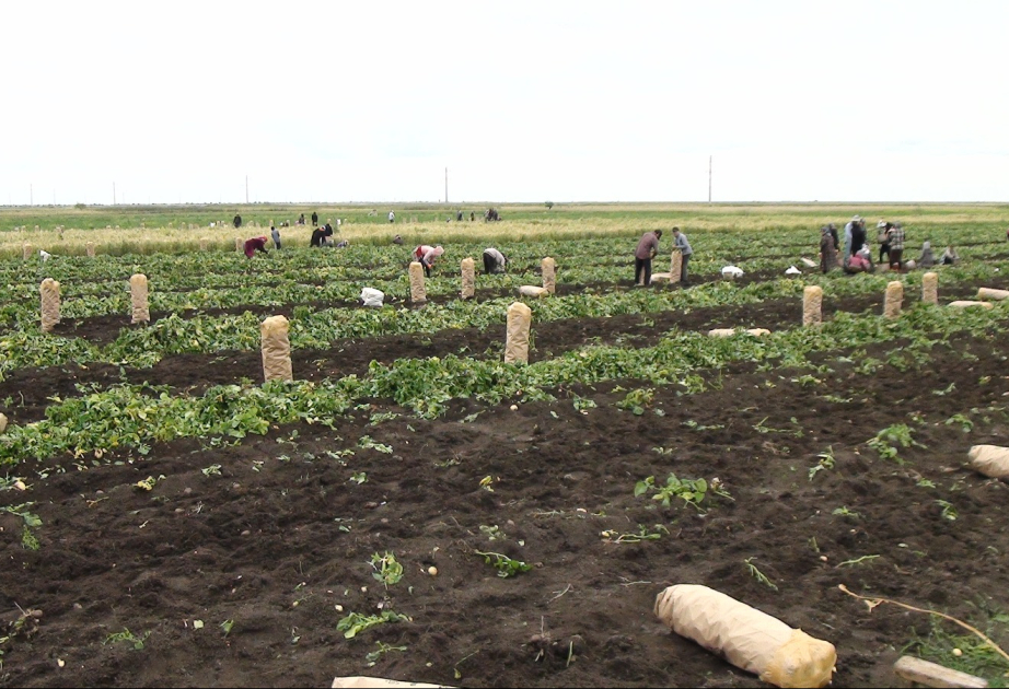 Təkcə Rusiya bazarlarına 900 TIR-dan çox Cəlilabad kartofu daşınıb - məhsul boldur  FOTO VİDEO
