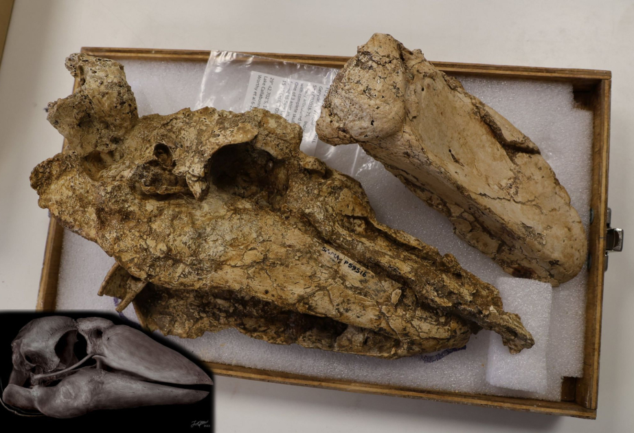 Prehistoric 'giant goose' skull found in Australia