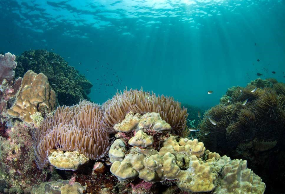 UNESCO : Le taux du réchauffement des océans a doublé en 20 ans
