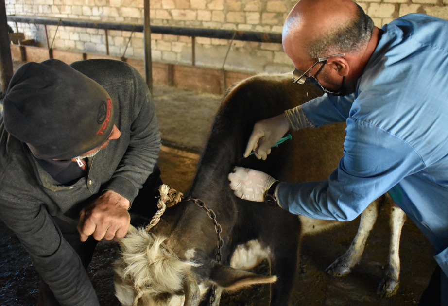 Xüsusi təhlükəli heyvan xəstəliklərinə qarşı profilaktik peyvəndləmə tədbirləri davam etdirilir