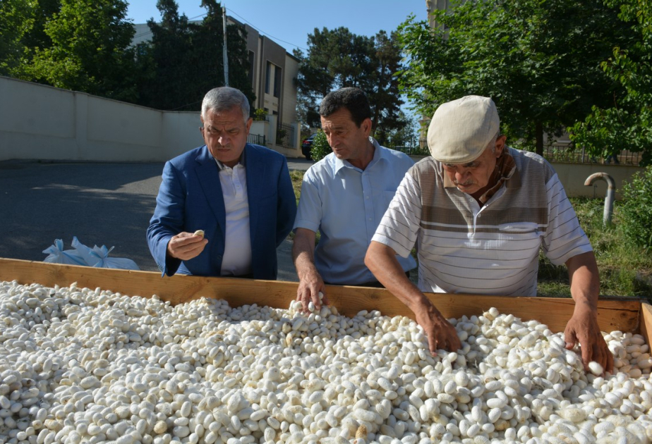 Tərtərli kümçülər barama tədarükünə başlayıblar