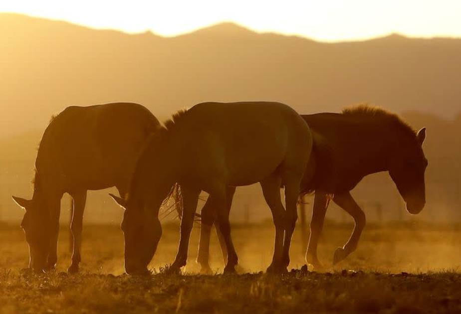 El estudio del genoma muestra cómo los caballos entraron al galope en la historia de la humanidad
