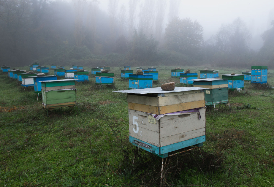 Berghonig von Baumbienen aus dem Großen Kaukasus