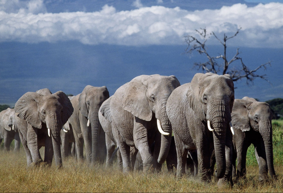 Elefanten sprechen sich mit namensähnlichen Rufen an