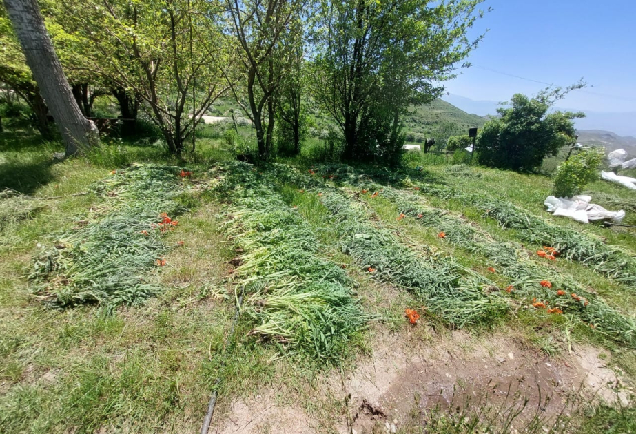 Naxçıvanda yabanı halda bitən 14 tona yaxın çətənə bitkisi məhv edilib