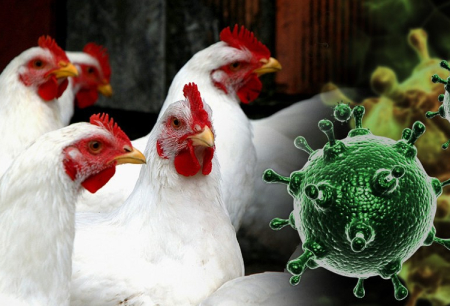 WHO confirms human case of bird flu in India