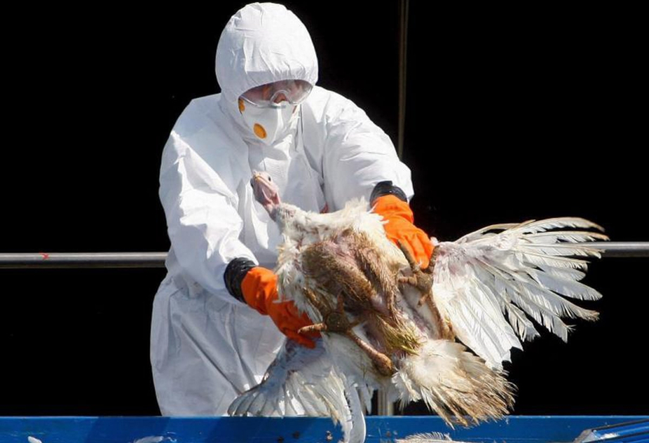 La Commission européenne bloque 40 millions de vaccins contre la grippe aviaire en cas de pandémie