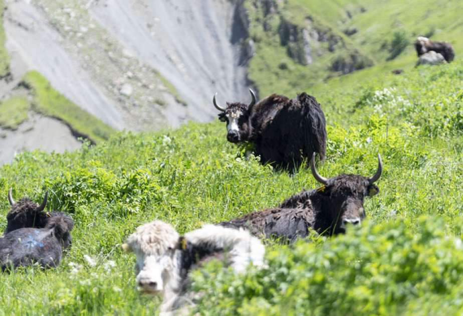 ®  Silk Way West Airlines successfully transported yaks from Kyrgyzstan to Azerbaijan