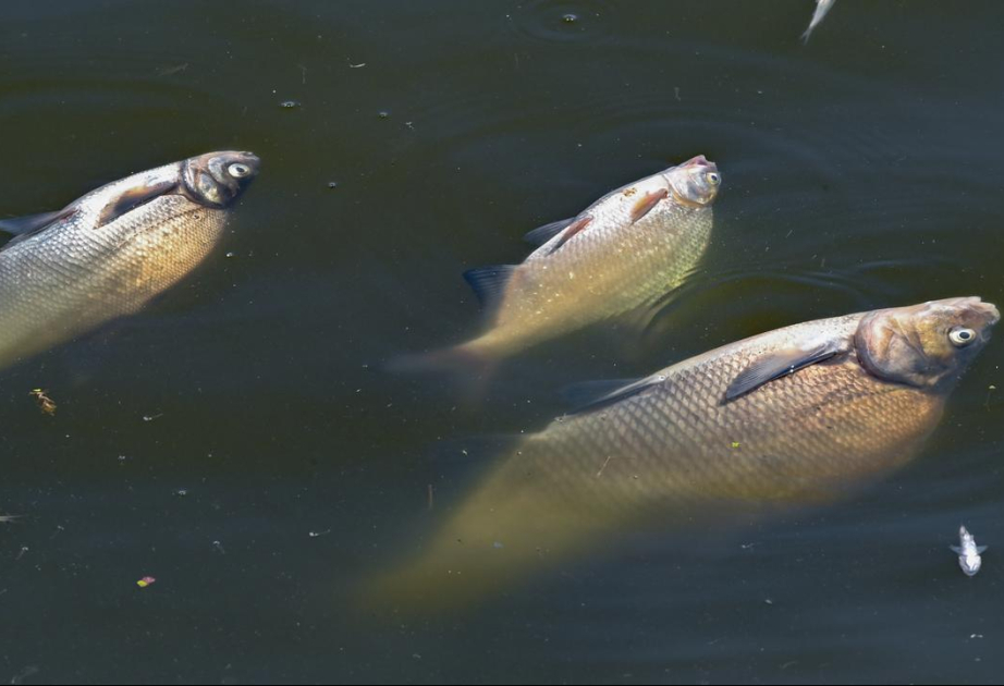 Polen: Viele tote Fische in der Oder gefunden