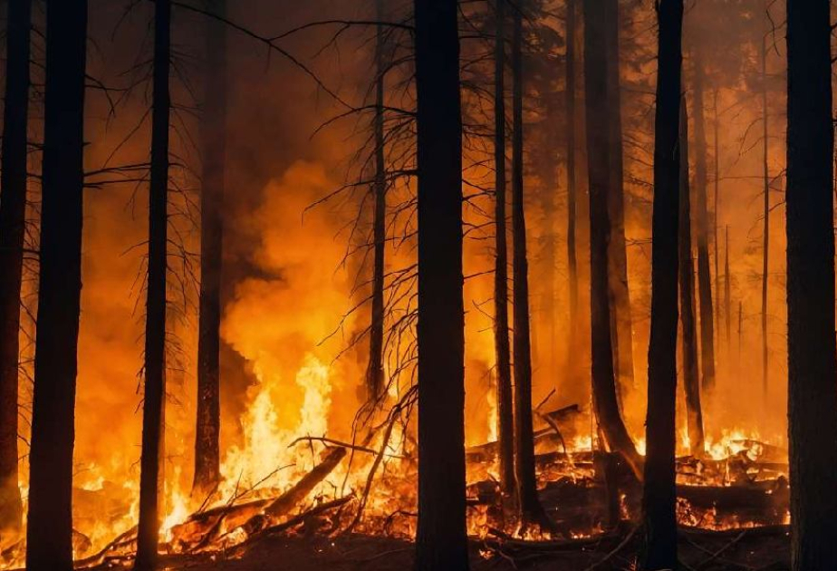 4 forest officials killed while extinguishing fire in India's Uttarakhand