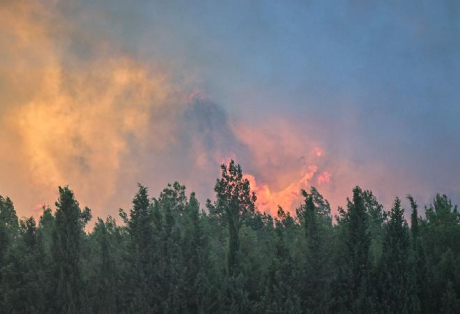 Турция использует искусственный интеллект в мониторинге лесных пожаров