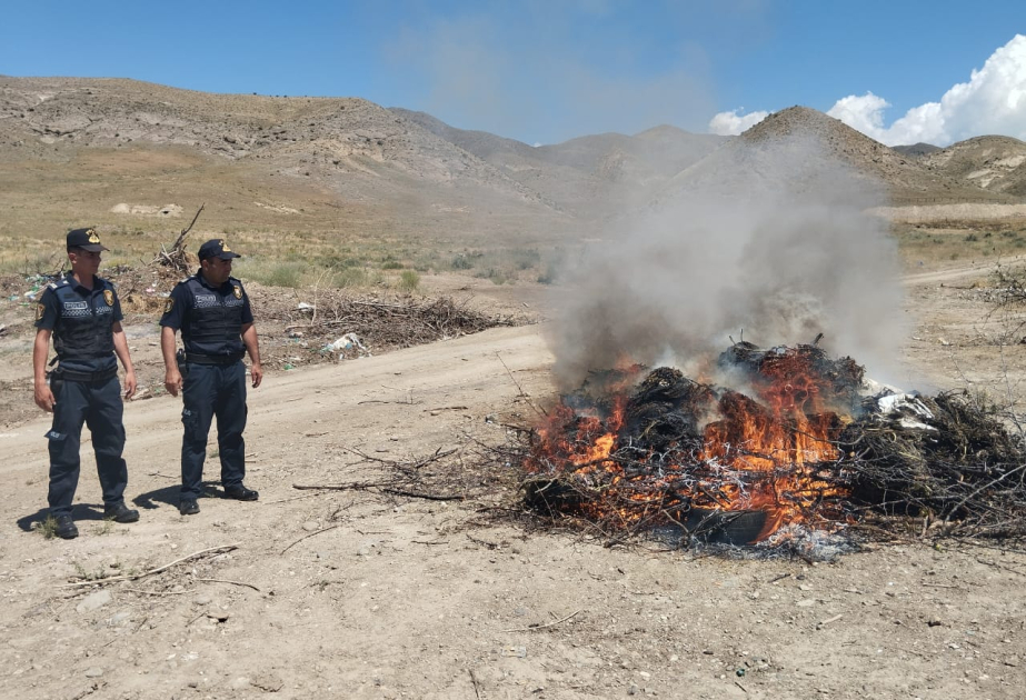 Naxçıvanda yabanı halda bitən 74 tona yaxın çətənə bitkisi məhv edilib