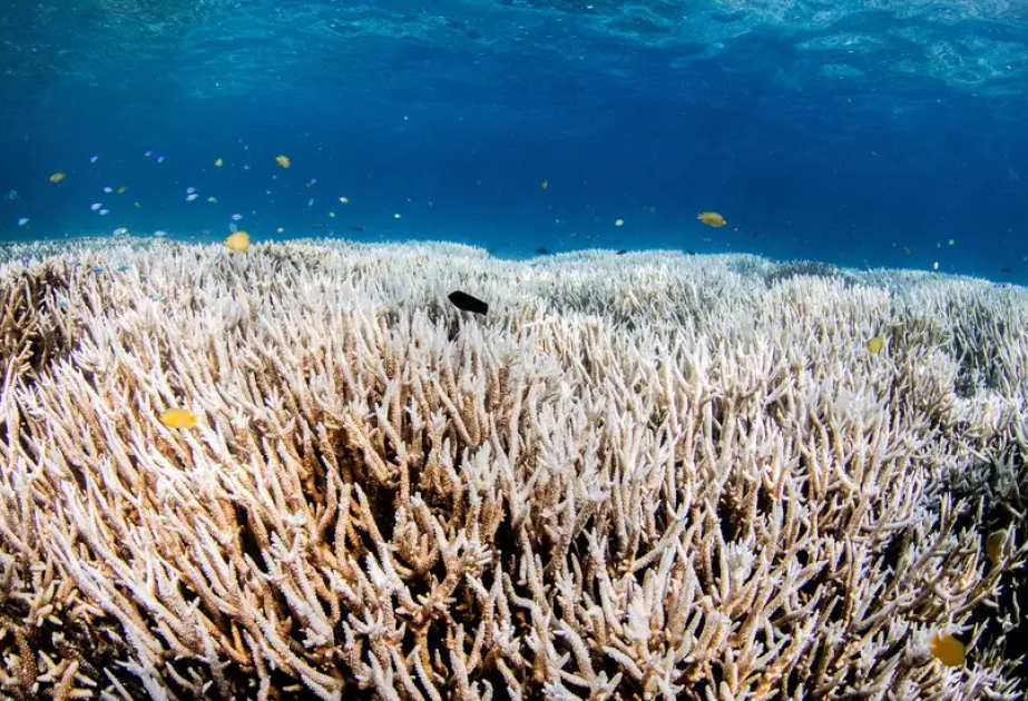 Umwelt: Malaysia ist von einer massiven Korallenbleiche bedroht