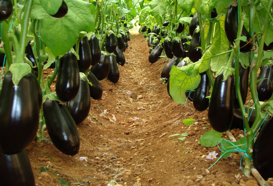 Warum ist Aubergine so gesund?