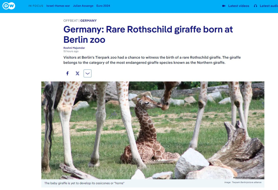 Germany: Rare Rothschild giraffe born at Berlin zoo