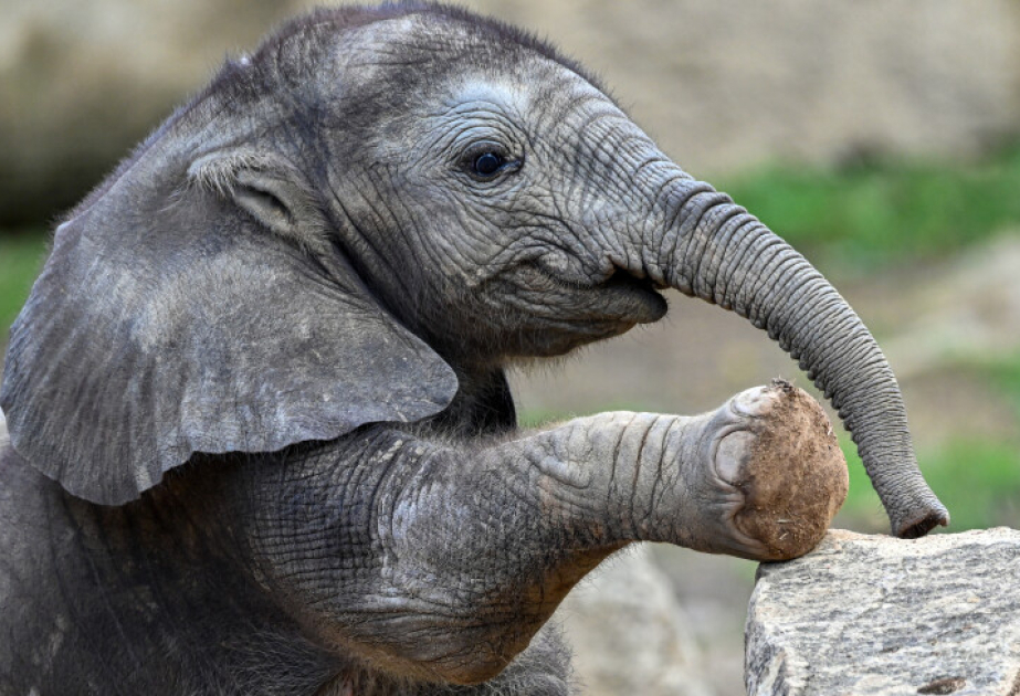 Самых маленьких в мире слонов официально признали вымирающими