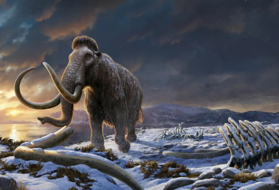 Исследование шведских ученых пролило свет на последние дни существования мамонтов