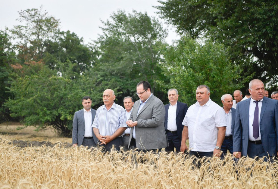 Kənd təsərrüfatı naziri Xaçmazda taxıl biçini prosesini izləyib