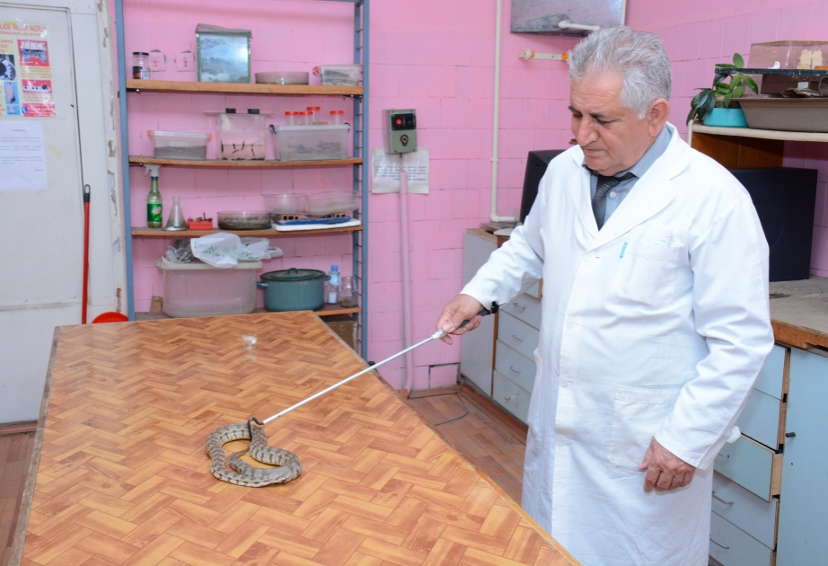 İlanın ağından da, qarasından da... qorunmaq lazımdır