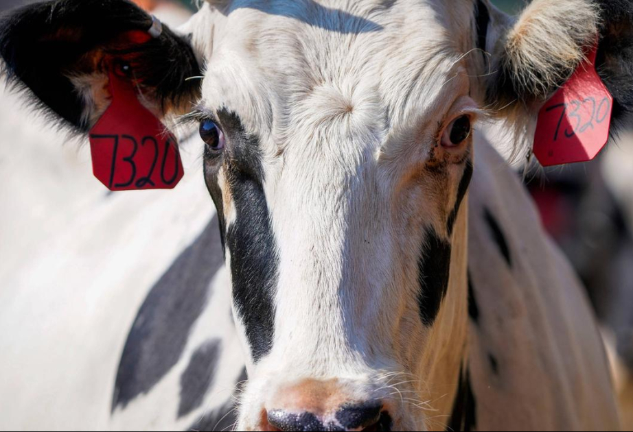 H5N1: Vierter Fall von Vogelgrippe bei Menschen in den USA nach Kontakt mit Milchkühen