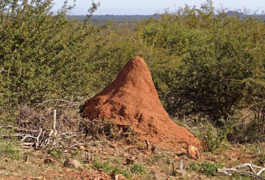 Wissenschaftler: Bis heute bewohnte Termitenhügel über 30.000 Jahre alt sind