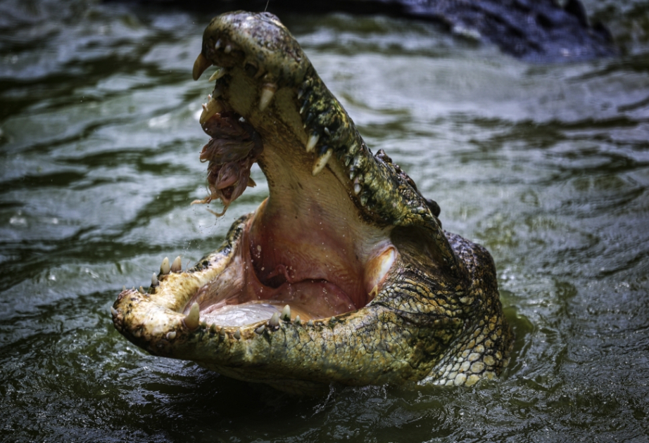 4-meter crocodile that killed Australian child shot dead