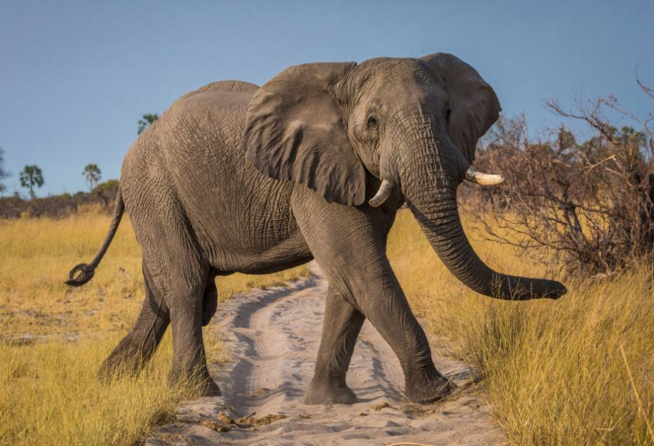 Spanish tourist killed by elephants in South Africa