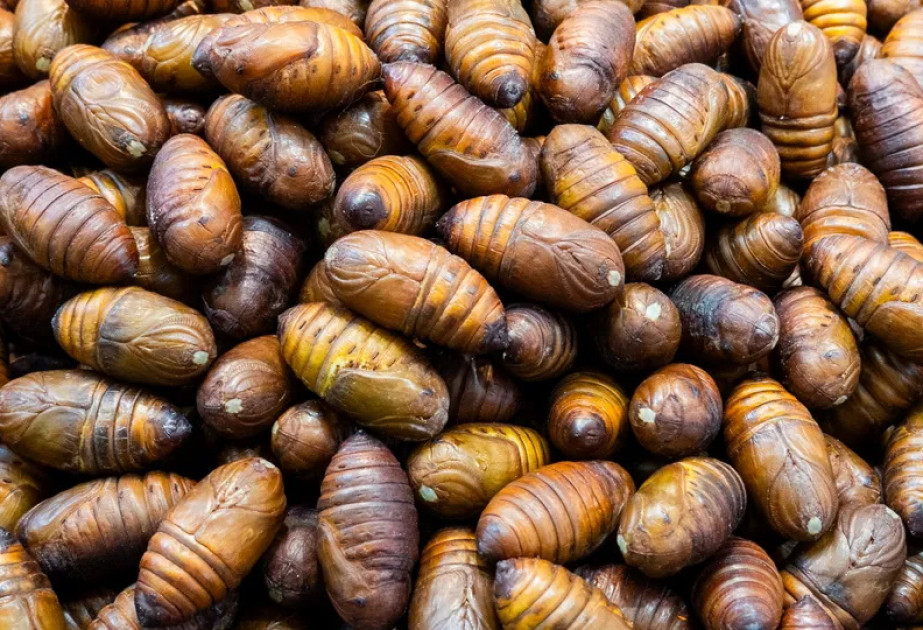 Singapur lässt 16 Insektenarten als Lebensmittel zu