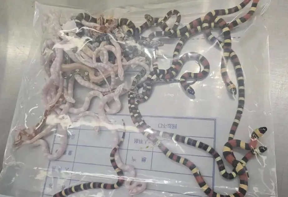 China: Mann mit 104 lebenden Schlangen in seiner Hose erwischt