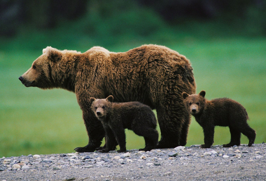 Romania: bear attacks force politicians back to work