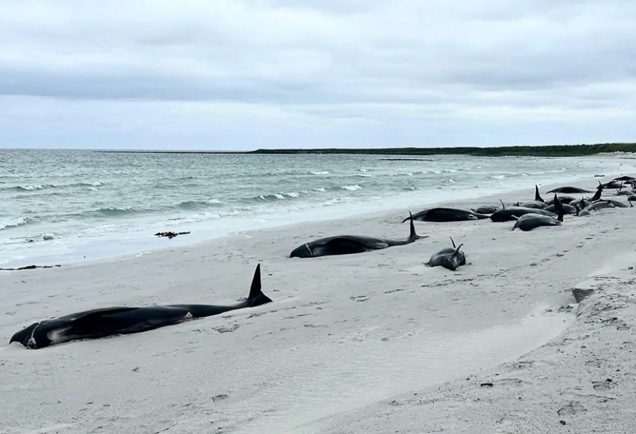 Dutzende Grindwale auf schottischer Insel gestrandet und verendet