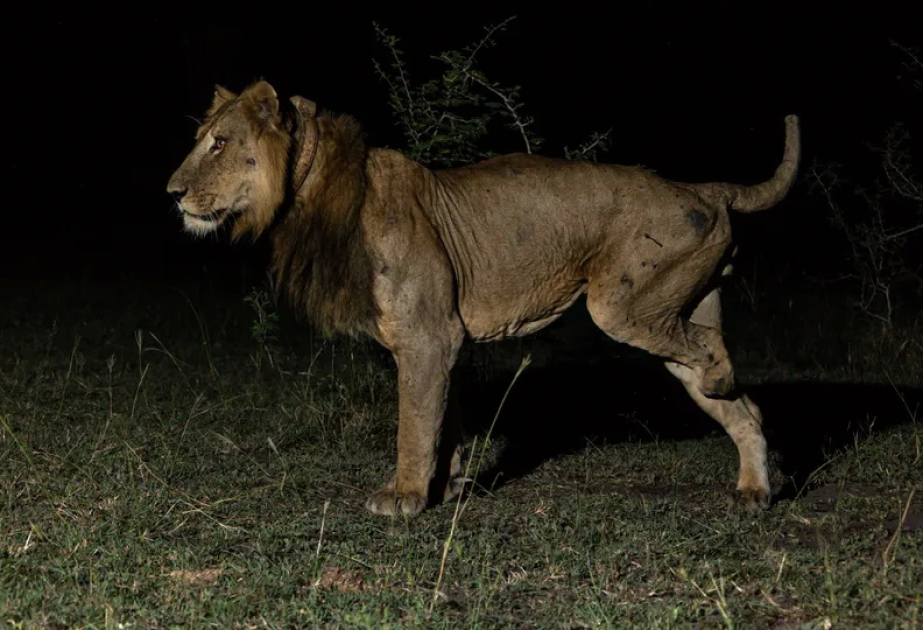 Uganda: Dreibeiniger Löwe schwimmt Rekordstrecke durch Krokodilkanal
