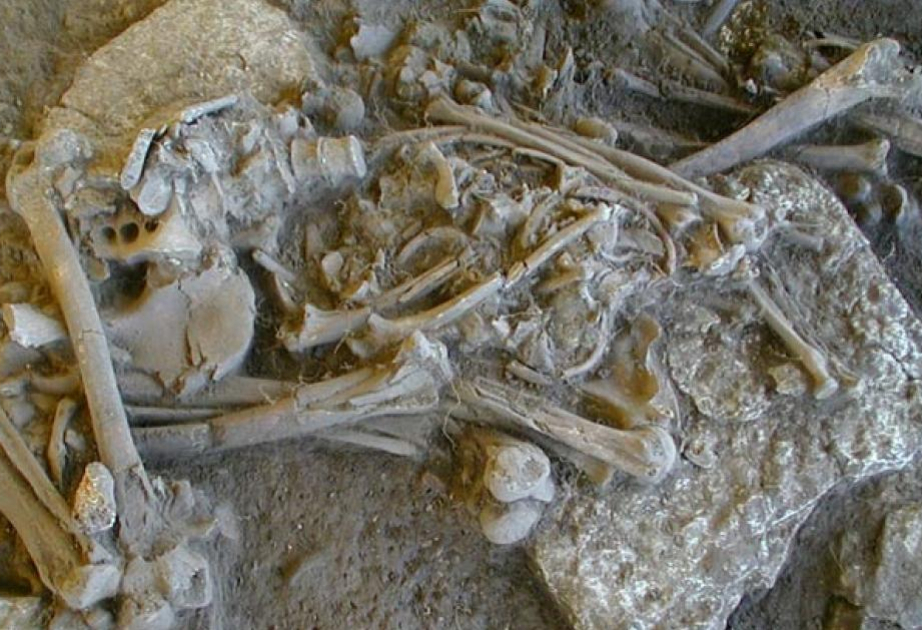 Genome evidence points to plague in Stone Age European population crash