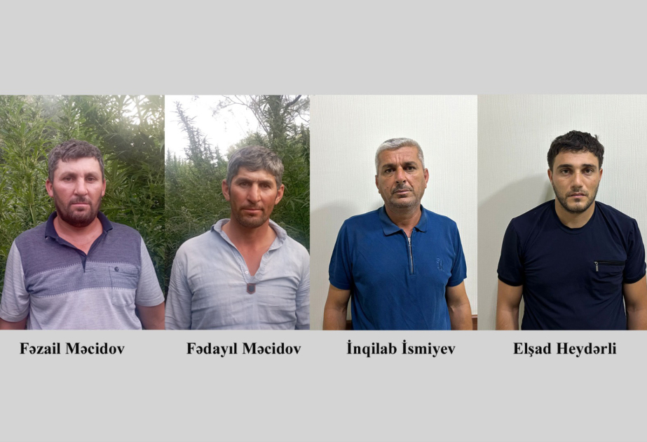 Fermada çətənə kolları yetişdirən dörd nəfər saxlanılıb