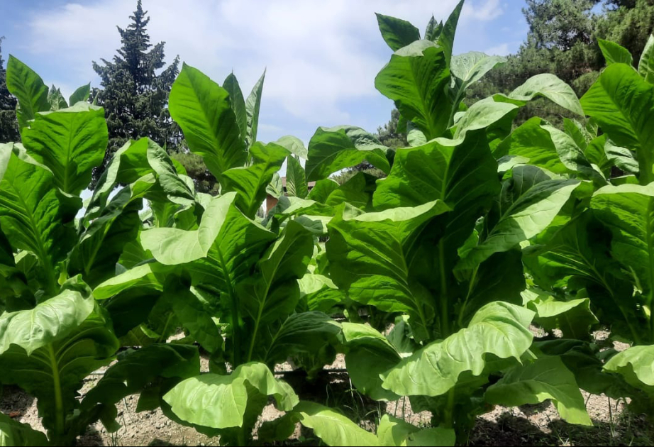 “Zaqatala AGRO İndustry” MMC-nin emal məntəqəsi istehsalçılardan 294 ton yaş tütün qəbul edib