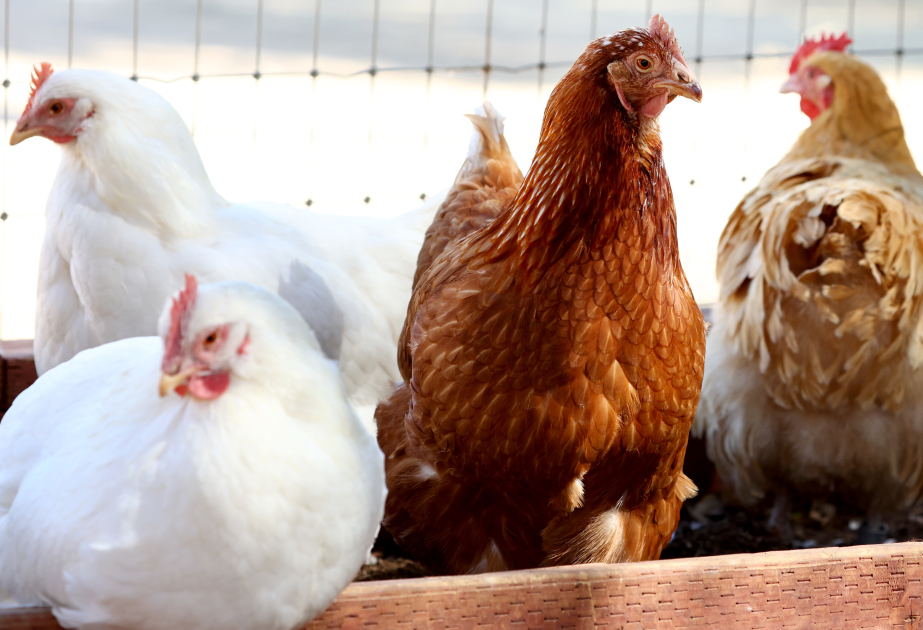 H5N1-Virus in den USA: Vier neue Fälle beim Menschen nachgewiesen