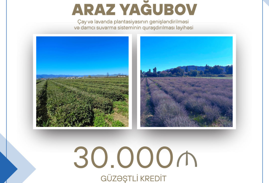 Çay və lavanda plantasiyasının genişləndirilməsinə 30 min manat güzəştli kredit verilib