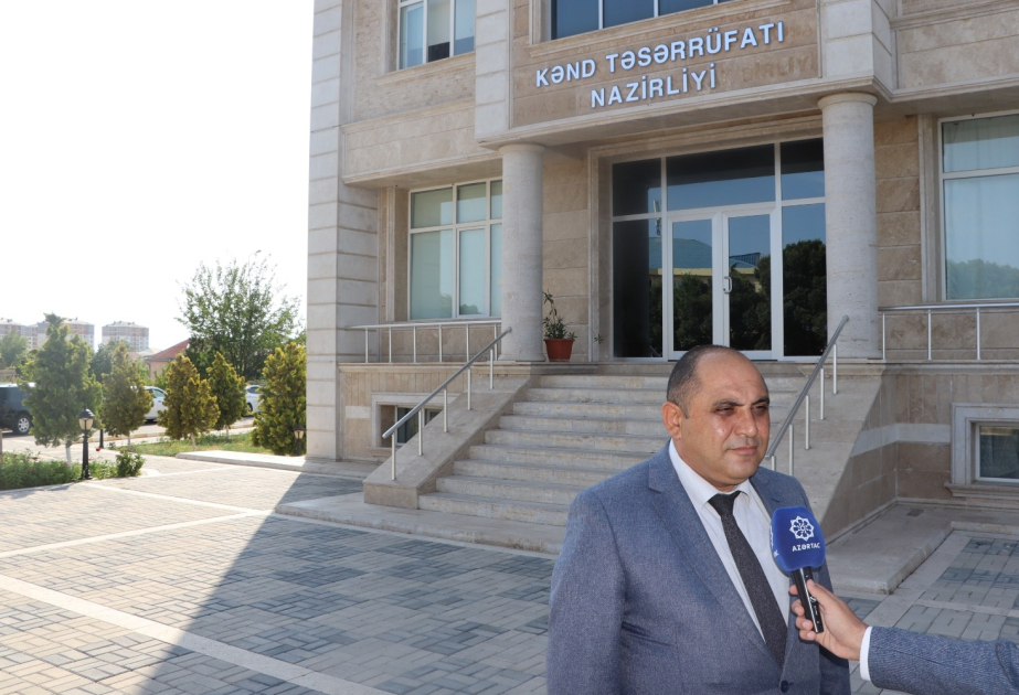 Naxçıvanda yazlıq əkinlərə görə subsidiyalar verilir