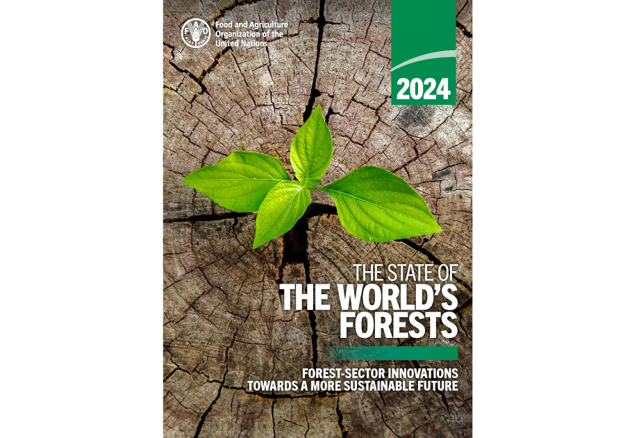 Forests face increasing climate-related stress amid growing demand for their products, FAO report warns