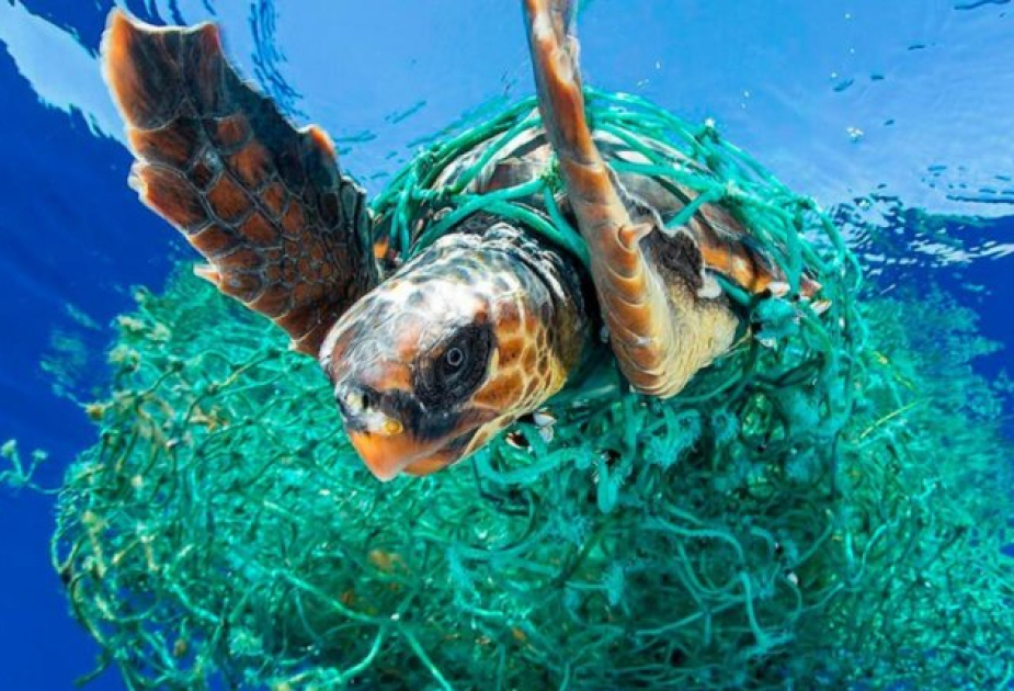 Dünya okeanına hər il 11 milyon ton mikroplastik atılır