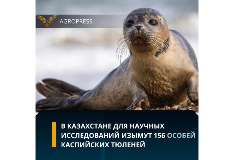 Казахстан изымет 156 каспийских тюленей для научных исследований