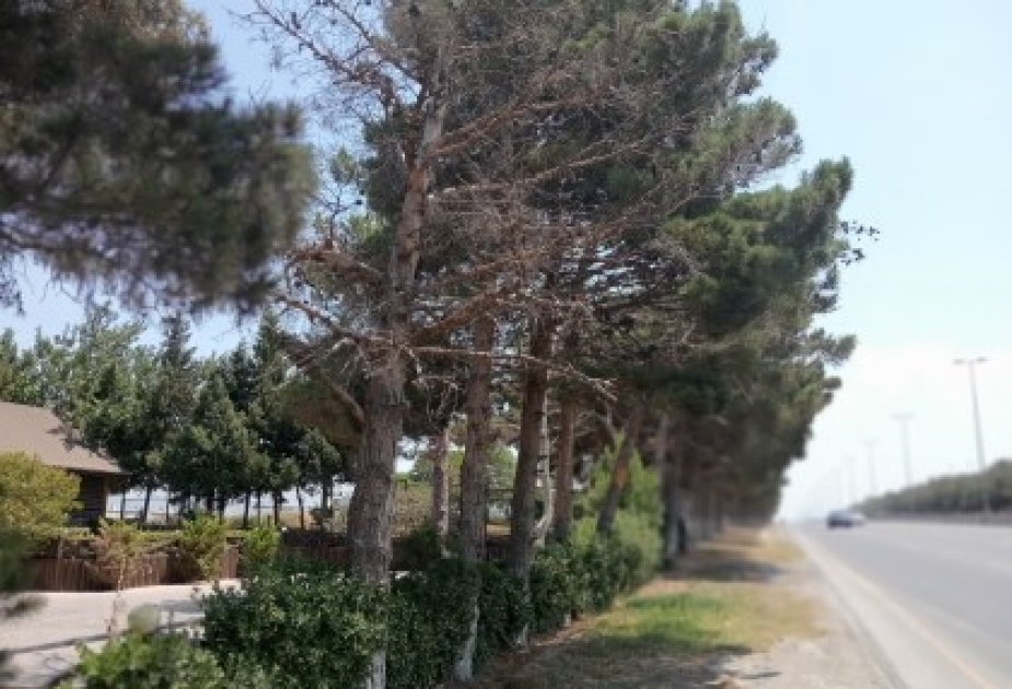 Abşeronda qurumuş ağaclar yol kənarlarından götürüləcək