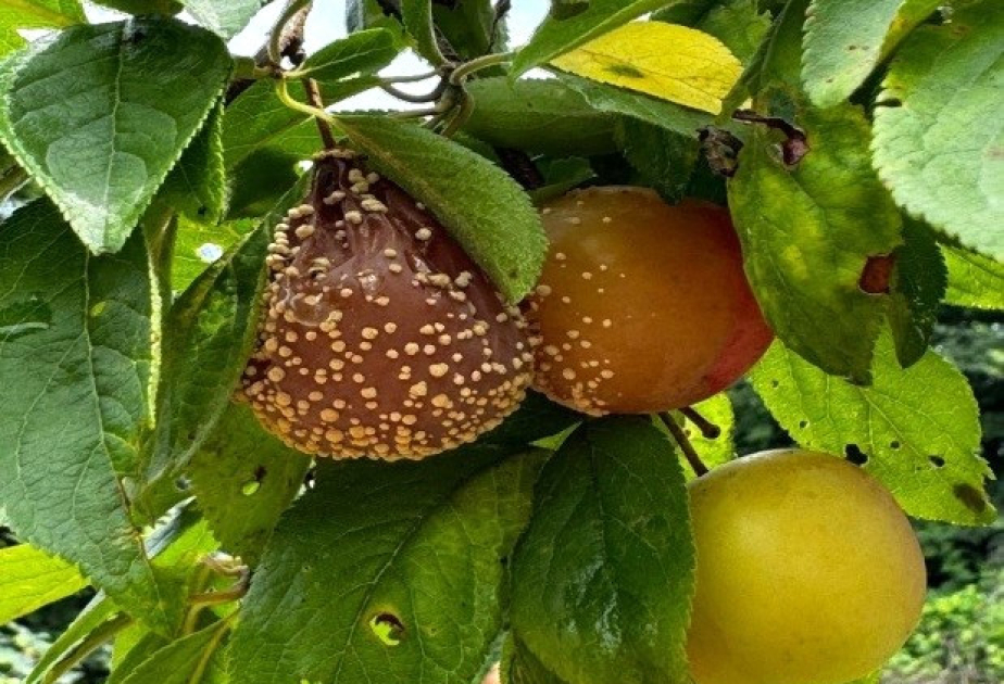 Qonur monilioz çürümə xəstəliyinə qarşı necə mübarizə aparmaq olar?