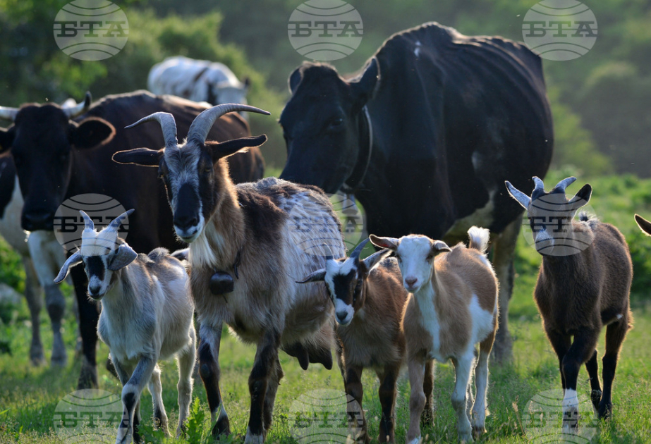 Bulgaria takes additional measures against spread of ovine rinderpest from Romania and Greece