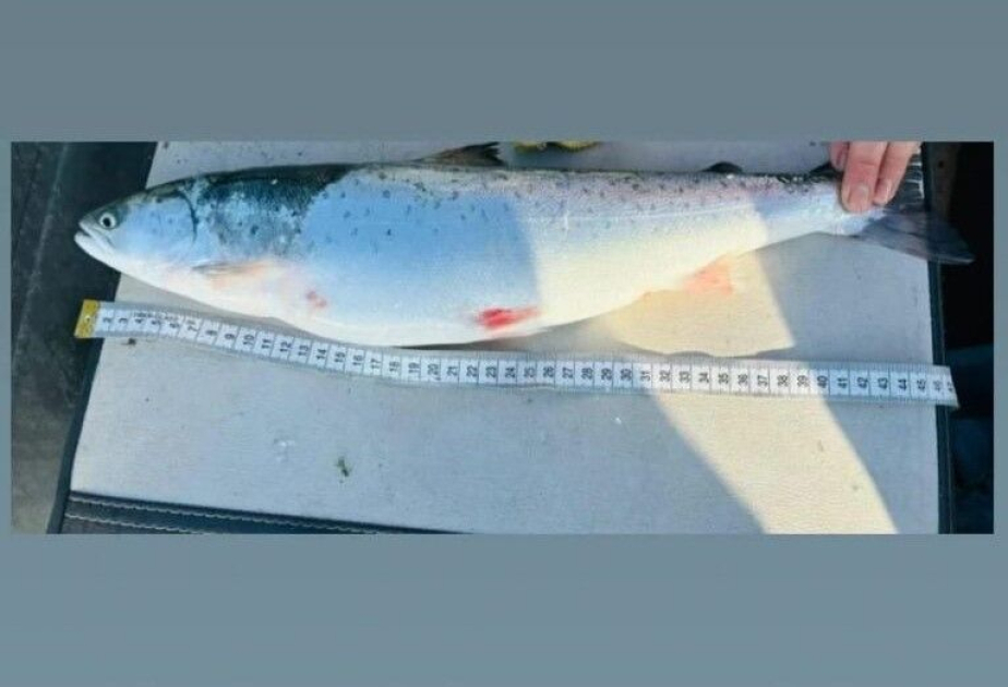 В Каспийском море обнаружен редкий вид рыбы